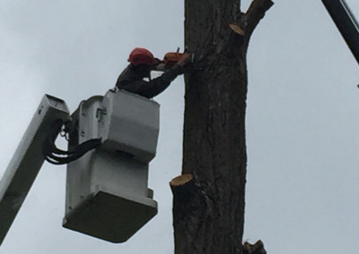 Abattage d'arbre - coupe d'arbre - Service d'entretien d'arbres Viau