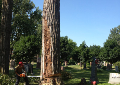 Abattage d'arbre - coupe d'arbre - Service d'entretien d'arbres Viau