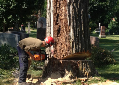 Abattage d'arbre - coupe d'arbre - Service d'entretien d'arbres Viau