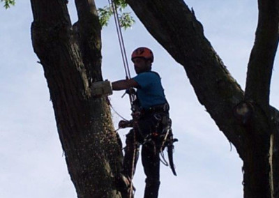 Abattage d'arbre - coupe d'arbre - Service d'entretien d'arbres Viau