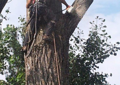 Abattage d'arbre - coupe d'arbre - Service d'entretien d'arbres Viau