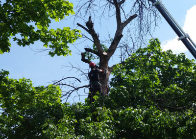 Abattage d'arbre - coupe d'arbre - Service d'entretien d'arbres Viau