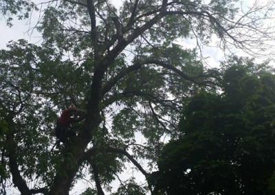 Abattage d'arbre - coupe d'arbre - Service d'entretien d'arbres Viau