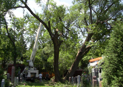 Abattage d'arbre - coupe d'arbre - Service d'entretien d'arbres Viau