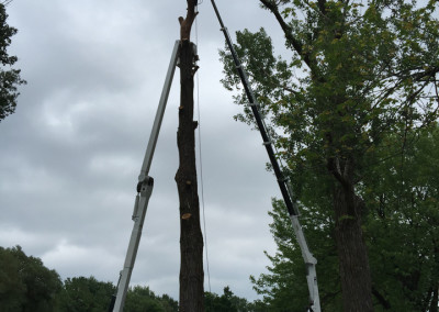 Abattage d'arbre - coupe d'arbre - Service d'entretien d'arbres Viau