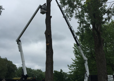 Abattage d'arbre - coupe d'arbre - Service d'entretien d'arbres Viau