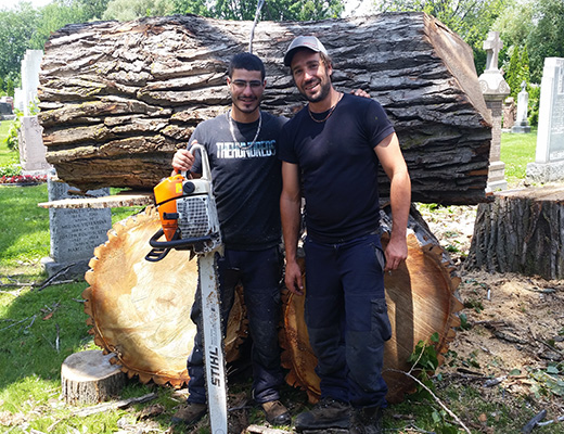 Service d'entretien d'arbres Viau