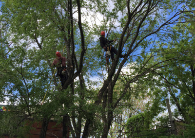 Élagage d'abres début des travaux - Service d'entretien d'arbres Viau