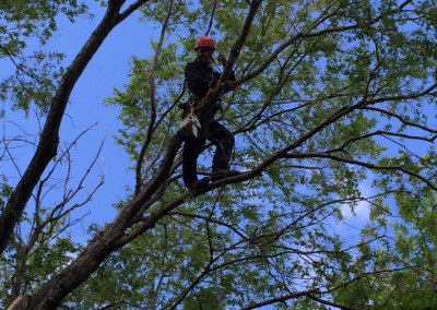 Élagage d'abres en cours - Service d'entretien d'arbres Viau