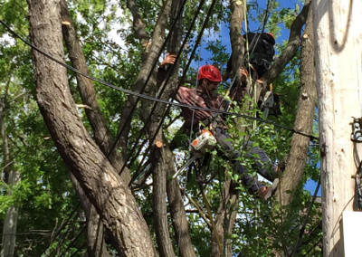 Élagage d'abres en cours - Service d'entretien d'arbres Viau