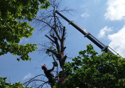 Grue - Service dentretien darbres Viau.jpg (2)