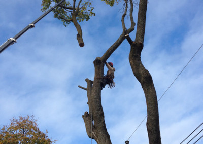 Grue - Service dentretien darbres Viau.jpg (4)