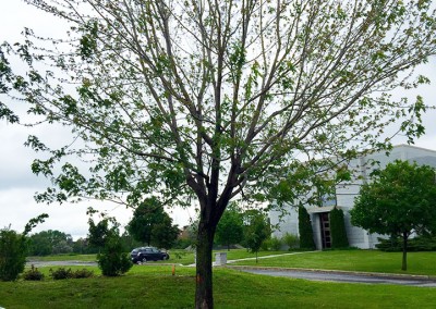 Traitement biopesticide par implants systémiques - pucerons noirs 2 juin - Service d'entretien d'arbres Viau