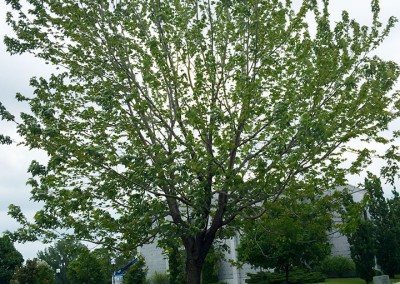 Traitement biopesticide par implants systémiques - pucerons noirs 11 juin - Service d'entretien d'arbres Viau