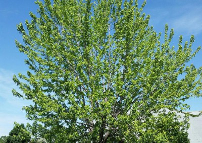 Traitement biopesticide par implants systémiques - pucerons noirs 18 juin - Service d'entretien d'arbres Viau