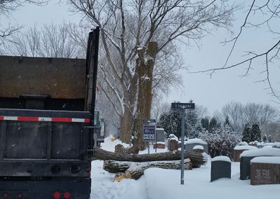 Abatage d'arbre en hiver(abattage d’arbre à Québec) - Arbo-expert Québec et Lévis