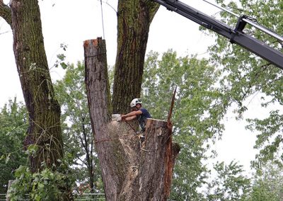 abattage à Dorval(abattage d'arbre) - Service d'entretien d'arbres Viau