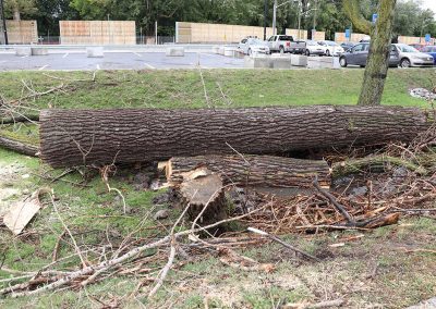 abattage à l'aéroport de Dorval(abattage d'arbre) - Service d'entretien d'arbres Viau