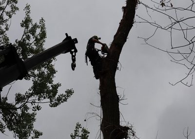 abattage d'abre à l'aéroport de Dorval(abattage d'arbre) - Service d'entretien d'arbres Viau