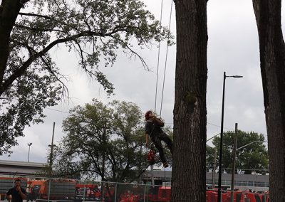 arbre abatu à une aéroport(abattage d arbre) - Service d'entretien d'arbres Viau