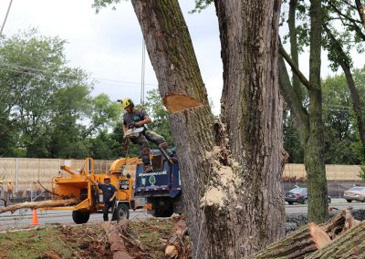arbre couper à la tronconneuse(abattage d'arbre) - Service d'entretien d'arbres Viau