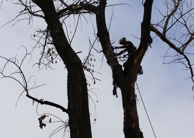 coupage des petites branches(abattage d'arbre) - Service d'entretien d'arbres Viau