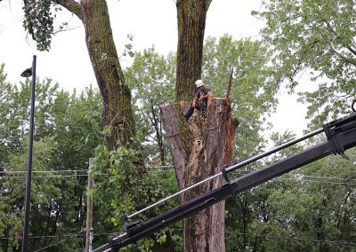 homme entrain de couper l'arbre(abattage d'arbre) - Service d'entretien d'arbres Viau