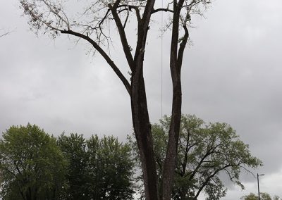 Abatage d'arbre trop grand Dorval (abattage d arbre) - Service dentretien darbres Viau
