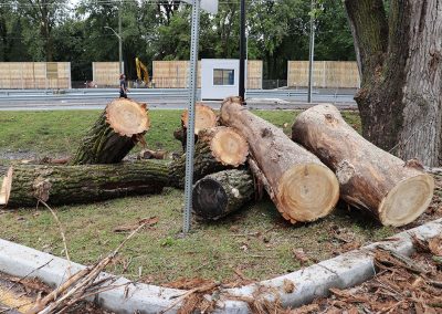 Abre en billot Dorval(abattage d arbre) - Service dentretien darbres Viau