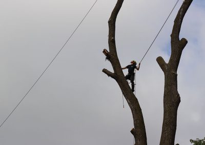 Coupe du haut d'arbre(abattage d'arbre) - Service d'entretien d'arbres Viau