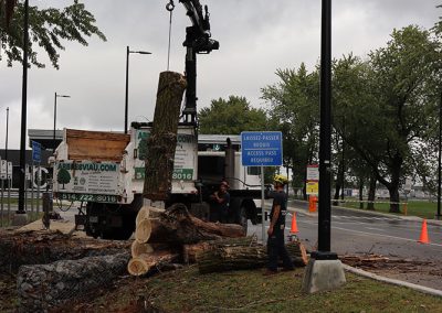 Grue pour arbres a Dorval(abattage d arbre) - Service dentretien darbres Viau