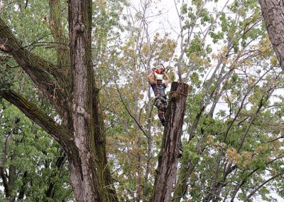 abattage d'un arbre trop dangeureux à l'aeroport de Dorval(abattage d'arbre) - Service d'entretien d'arbres Viau