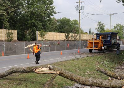 arbre abattu et déchiqueté (abattage d'arbre) - Service d'entretien d'arbres Viau