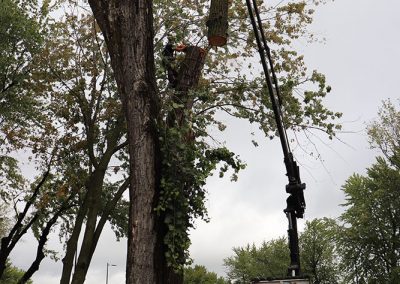 coupage de l'arbre en plusieurs partis(abattage d'arbre) - Service d'entretien d'arbres Viau