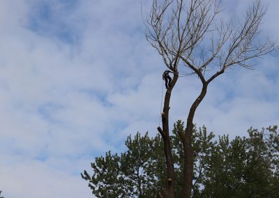 coupage des grandes branches avant de commencer l'abattage(abattage d arbre) - Service d'entretien d'arbres Viau