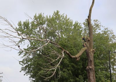 coupe des branches trop grande aéroport Dorval (abattage d'arbre) - Service d'entretien d'arbres Viau