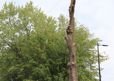 coupe du haut arbre aéroport Dorval (abattage d'arbre) - Service d'entretien d'arbres Viau