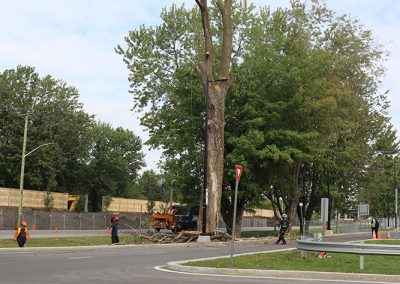 mesure de sécurité avant abattage (abattage d'arbre) - Service d'entretien d'arbres Viau