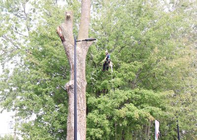 Abatage d'arbre trop grand prêt d'un lampadère Dorval (abattage d'arbre) - Service d'entretien d'arbres Viau