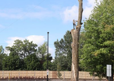 Abattage d'abre trop proche de fil électrique(abattage d'arbre) - Service d'entretien d'arbres Viau