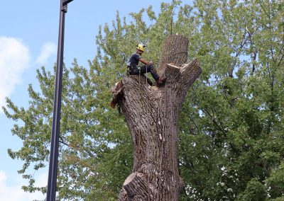 Fin de la coupe du haut de l'arbre(abattage d'arbre) - Service d'entretien d'arbres Viau