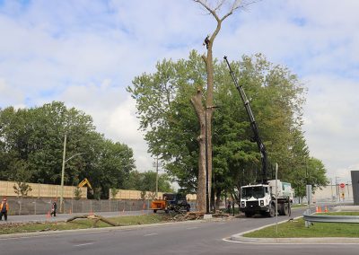 Grue prête a attraper le haut de l arbre(abattage d arbre) - Service dentretien darbres Viau