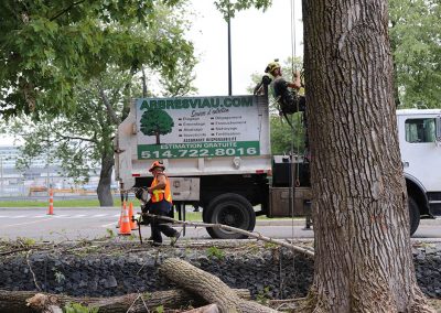 Homme qui descend de l'arbre(abattage d'arbre) - Service d'entretien d'arbres Viau