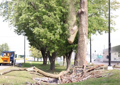 Morceaux d'abre qui tombent (abattage d'arbre) - Service d'entretien d'arbres Viau