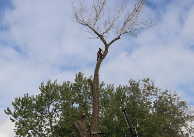 abattage du haut d un arbre(abattage d arbre) - Service dentretien darbres Viau