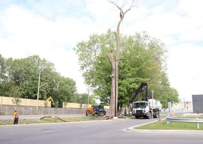 arbre presque couper au complet (abattage d arbre) - Service dentretien darbres Viau