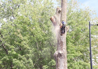 coupe de large tronc (abattage d'arbre) - Service d'entretien d'arbres Viau