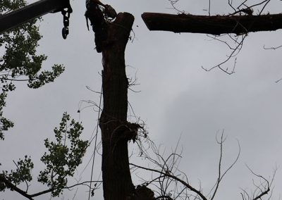coupage d'arbre en trop a l'aeroport de Dorval(abattage d'arbre) - Service d'entretien d'arbres Viau