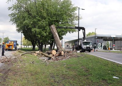 utilisation d'une machine pour dérassiner l'arbre(abattage d'arbre) - Service d'entretien d'arbres Viau