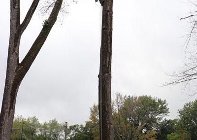 Coupage du sommet de l'arbre (abattage d'arbre) - Service d'entretien d'arbres Viau